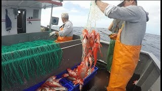 Fishing video Pesca Açores Fishing longline Blackspot Seabream and Alfonsino [upl. by Farleigh384]