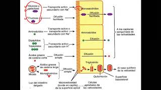 Bioquímica  Digestión y absorción de carbohidratos [upl. by Mit463]