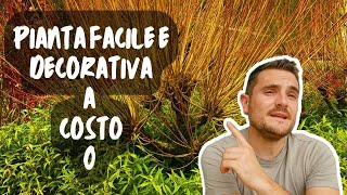 PIANTA UTILE E BELLA A COSTO ZERO  IL SALICE DA VIMINI [upl. by Ocsisnarf]