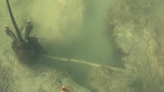 Amazing Muskrat Trapping video Minnesota with 110 conibears Through the ice in Winter [upl. by Etnoek648]