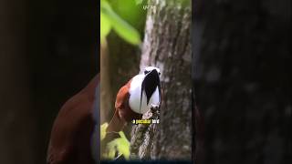 The White Bellbird A Peculiar Bird with the Loudest Call in the World birds [upl. by Ogram]