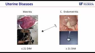 Uterine Health and Potential Connection with Genetic Variation [upl. by Oxley463]