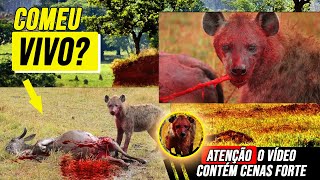 Animais selvagens caçando suas presas  CENAS FORTES [upl. by Ramraj]