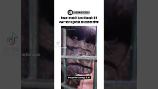 That gorilla was wildling zesty gorilla kiss funnyshorts [upl. by Deroo488]