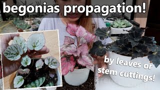 HOW TO PROPAGATE BEGONIAS FROM LEAVES AND STEM CUTTINGS  Philippine Care [upl. by Sirc]