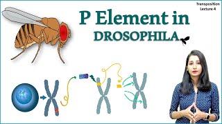 P Element in Drosophila II Hybrid Dysgenesis in Drosophila I Transposons [upl. by Hnahk]