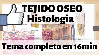 TEJIDO ÓSEO Histologia  hueso esponjoso y compacto MEJOR EXPLICADO [upl. by Kolosick]