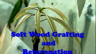 Soft Wood Grafting amp Rejuvenation [upl. by Schroder]