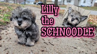 SCHNOODLE puppy [upl. by Frants]