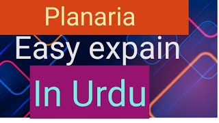 Excretion in Planaria in urdu lecture easy explain of biology [upl. by Eevets652]