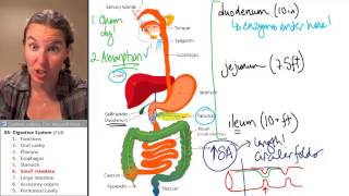 Small Intestine Digestive System ☆ Human Anatomy Course [upl. by Ennaeiluj856]