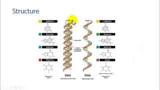 Differences between DNA and RNA [upl. by Yessak]