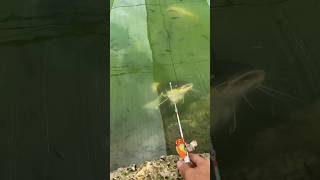 Redtail vs Micro Fishing Rod [upl. by Miculek25]