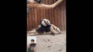 Baby Tamandua With Mom While She Eats reaction viral ytshort tamandua shorts [upl. by Nylissej]