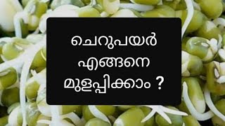 ഇങ്ങനെയാണ് ചെറുപയർ മുളപ്പിക്കുക  How to sprout green gram moong  Kerala Recipes [upl. by Esinel]