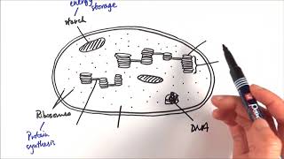 A2 Biology  Chloroplast structure OCR A Chapter 173 [upl. by Batchelor400]