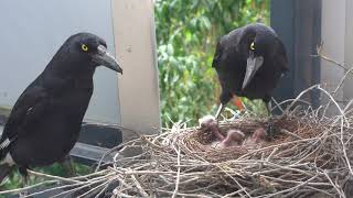 Charlotte and Bruce Currawong feeding the chicks [upl. by Purpura696]