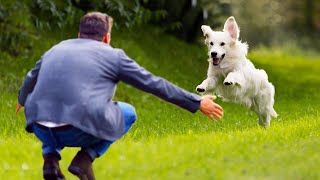 Most Emotional Dogs Reunited with Their Owners That Will Melt Your Heart ❤️Cute Animal Show Love [upl. by Alegre]