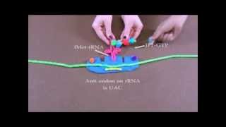 Detailed Description of Protein Translation [upl. by Mallory499]