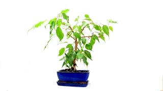 Ficus Bonsai Update August 2016 [upl. by Socem]