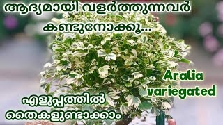 Gardening ideas for home Malayalam ഒരാഴ്ച കൊണ്ട് Aralia മുളപ്പിച്ചെടുക്കാം Aralia Verigated [upl. by Clava]