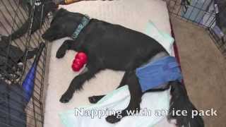 Bugs first few days after femoral head osteotomy canine hip dysplasia [upl. by Leeke]