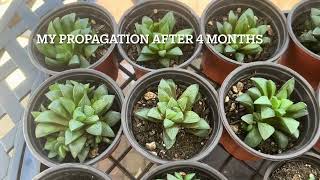 Haworthia Propagation Update [upl. by Adnouqal194]