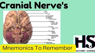 Cranial Nerves  Mnemonics amp Tricks for their Names amp Functions [upl. by Damales747]