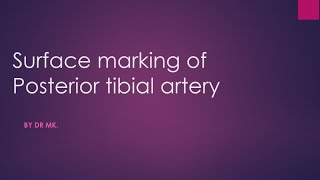 posterior tibial artery surface marking surface marking of posterior tibial artery [upl. by Roid]