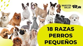 18 Razas de perros pequeños y sus tamaños  Mascota y Salud [upl. by Adnamaa970]