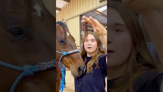 Beginner Vs Experienced Horse Owners 🐴 shorts animals [upl. by Yartnod443]