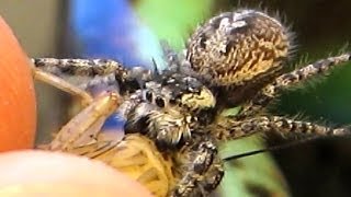 Hand Feeding my Jumping Spider [upl. by Ahtela]