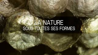 La nature sous toutes ses formes  Bande annonce SalamandreTV [upl. by Siuqramed]