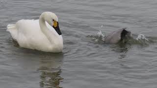 Diving ducks foraging around a Bewicks swan [upl. by Seugram221]