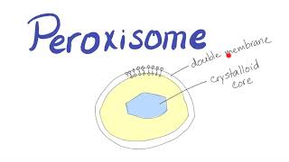 Peroxisome  What’s the function [upl. by Arondel]