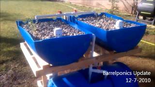 Barrel Aquaponics Update 1272010 [upl. by Noside548]