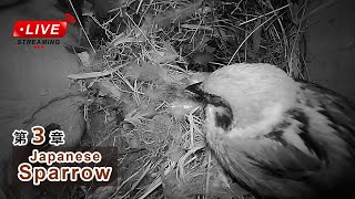 【夜間】 産卵4日目 🥚×4 スズメの巣箱 巣箱カメラ 野鳥 Sparrow Nest Box Live Camera 20240723 [upl. by Anaitit]