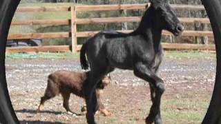 Bringing Up Baby Percheron Horse Births and Photos [upl. by Abas]