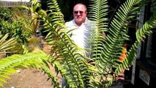 Encephalartos Expert speaks on endangered plants [upl. by Eirbua]