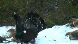 Capercaillie display in Froland Norway april 2009 [upl. by Dulcinea]