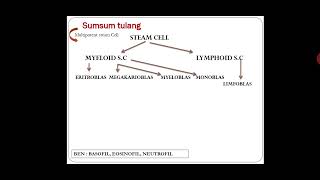 Hematopoiesis Proses pembentukan darah [upl. by Sivel126]