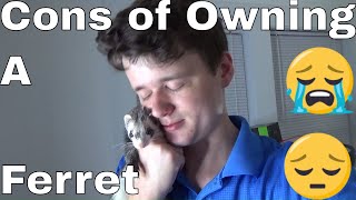 Bad things about owning ferrets [upl. by Jolyn]