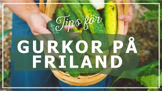 Tips för att odla gurkor på friland [upl. by Marlena502]