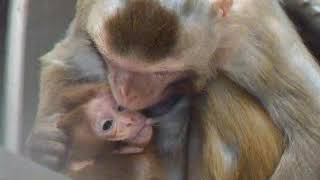 Facial communication between mother and infant macaque monkeys part 2 [upl. by Sower]