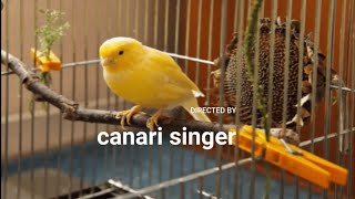 Le plus beau Chant du Canari pour lécolage [upl. by Luane]