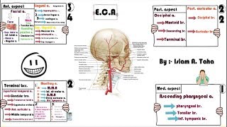 External carotid artery [upl. by Ludie]