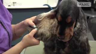 Grooming Guide  Cocker Spaniel  SalonPet Trim  Pro Groomer [upl. by Haraf545]