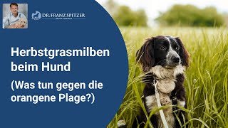 Herbstgrasmilben beim Hund  was tun gegen die quotorangene Plagequot [upl. by Thanasi]