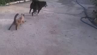 BIRMAN CAT ATTACKS DOG Incredible scenes [upl. by Nimesay217]