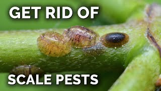 The COMPLETE Guide to Getting Rid of Scale Insects [upl. by Kerrin75]